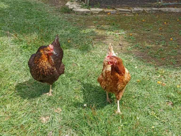 Photo des poules