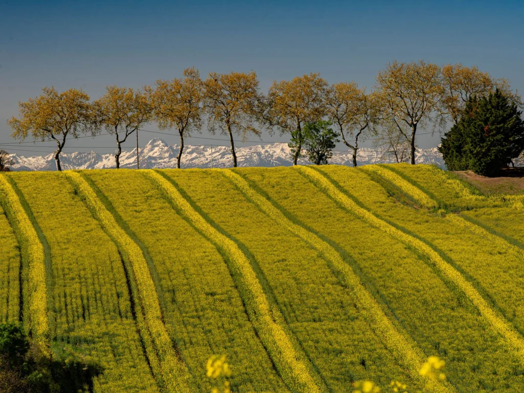 Photo d'un champ de colza avec les Pyrénées en fond