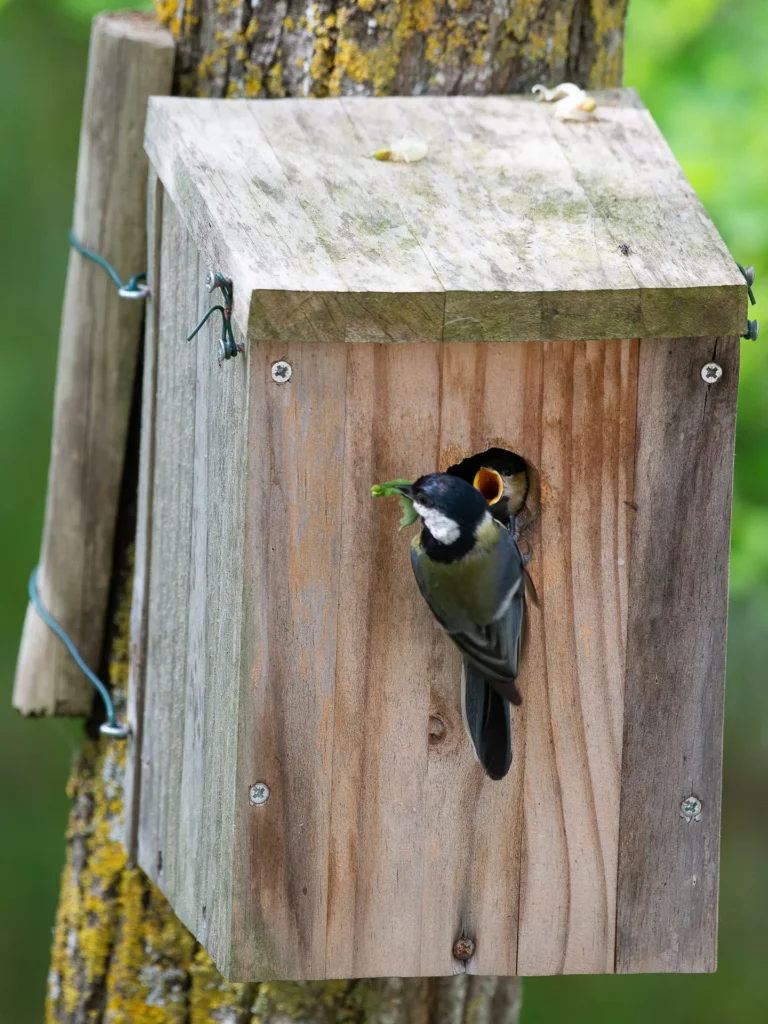Mésange qui nourrit son petit dans notre nichoir