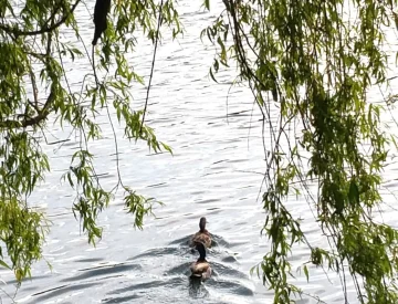 Photo de canards qui nagent dans le lac