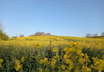 Photo d'un champ de colza