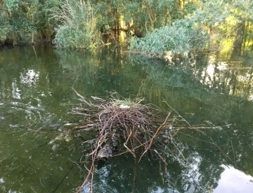 Photo d'un nid de poule d'eau sur le lac